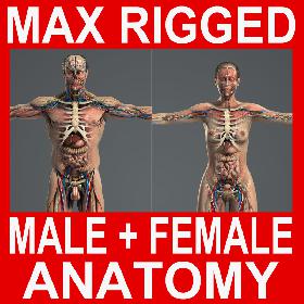 3DS MAX RIGGED Male and Female Anatomy Complete Pack (Textured)